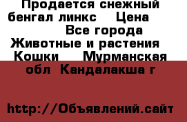 Продается снежный бенгал(линкс) › Цена ­ 25 000 - Все города Животные и растения » Кошки   . Мурманская обл.,Кандалакша г.